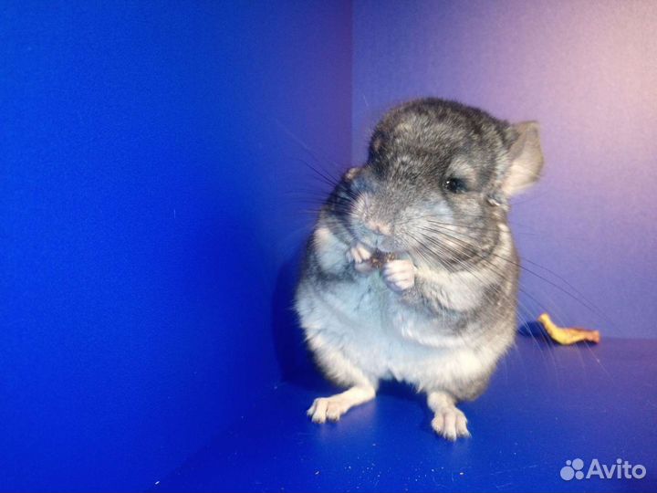Шиншиллята щенки малыши