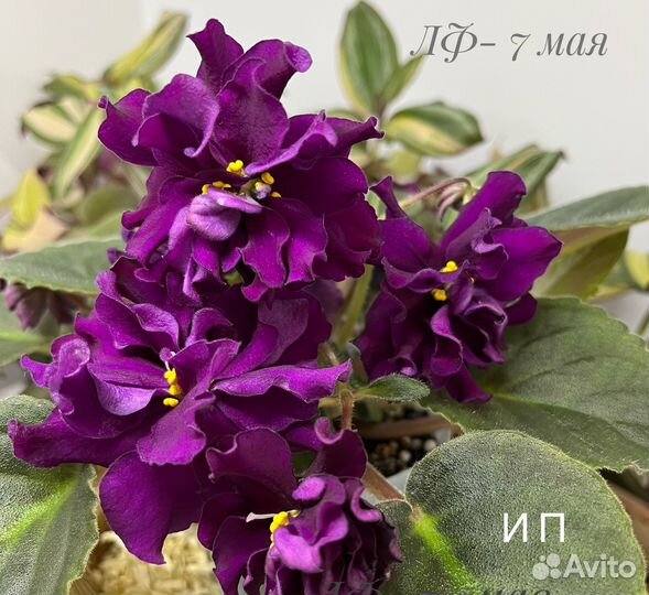 Детки сортовых фиалок