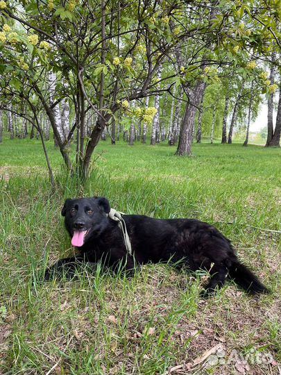 Молодая собака недавно попала в приют