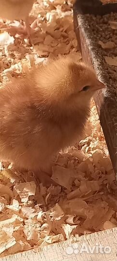 Цыплята Ломан Браун суточные