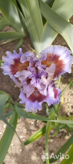 Ирисы карликовые