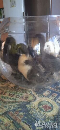 Утята индийский бегугок