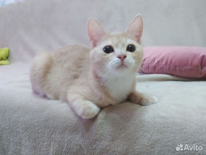 Кошечка в добрые руки