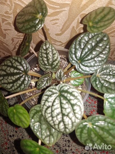 Пеперомия сморщенная