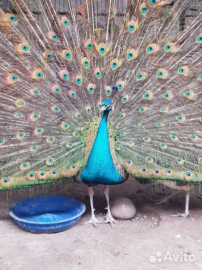 Яйцо павлина