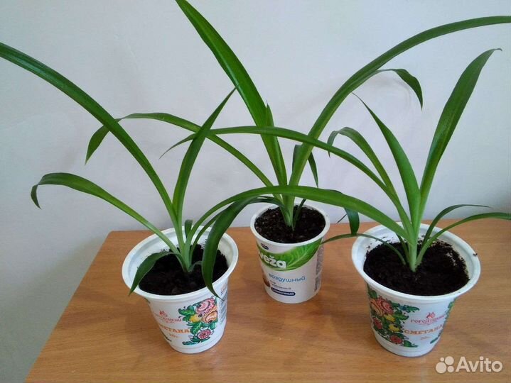 Хлорофитумы