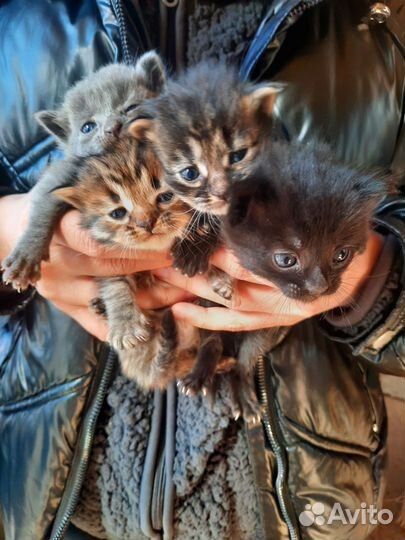 Котята в добрые руки