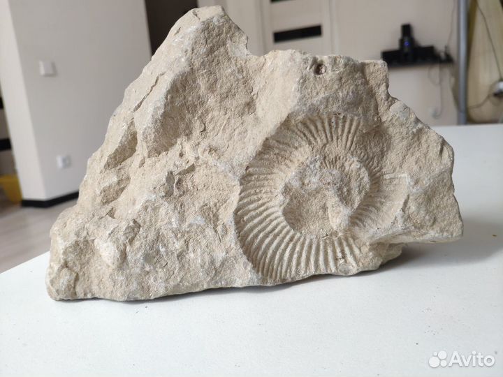 Аммонит. Окаменелость возрастом 90-200 млн лет