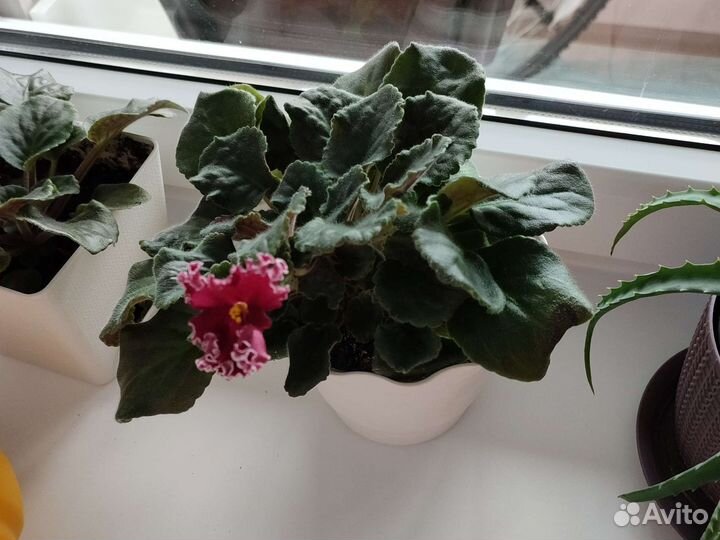 Фиалка в горшках