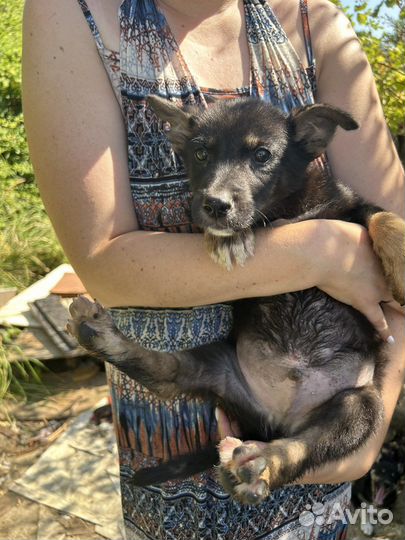 Щенок мальчик в дар (2-3 месяца)