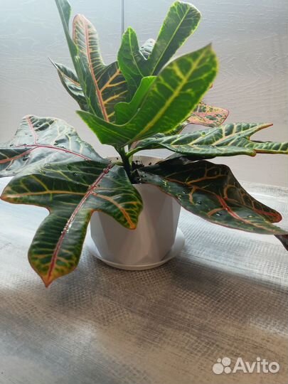 Кодиеум кротон