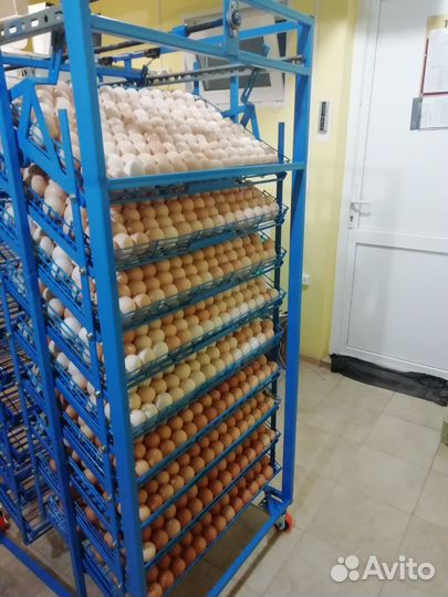 Бройлеры кобб500