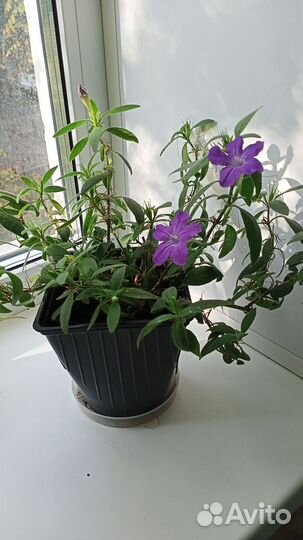 Руэлия (отростки)