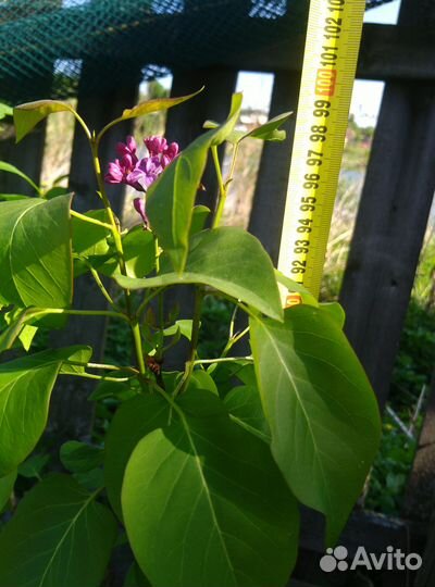 Саженцы сирени сорта Колесникова (цветущие)