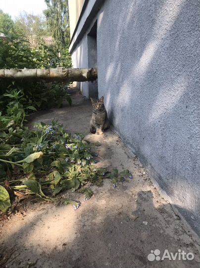 Кошечка в добрые руки