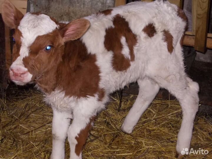 Телятки-бычки