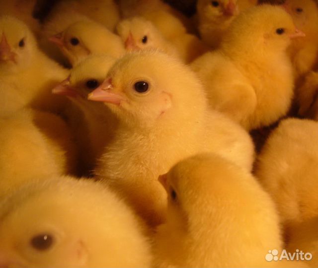 Бройлер.(суточ).Индюшата.Петушки(4мес)
