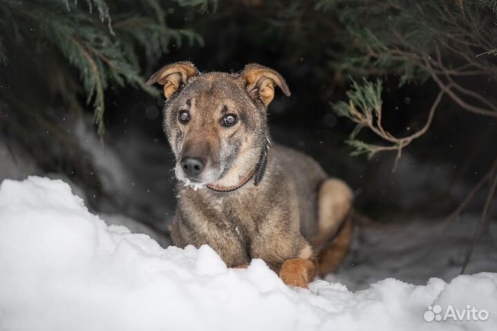 Плюшевый пёс Лори в поисках хозяев