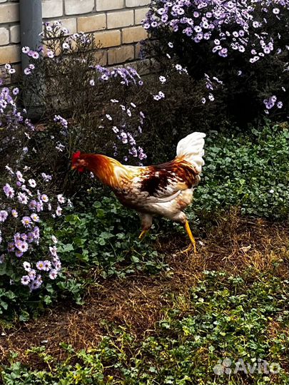 Молодые петухи