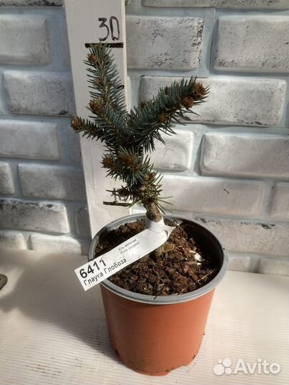 Ель Глаука Глобоза