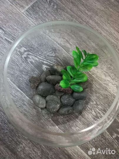 Домик для рыбки. Декоративные камни и растение