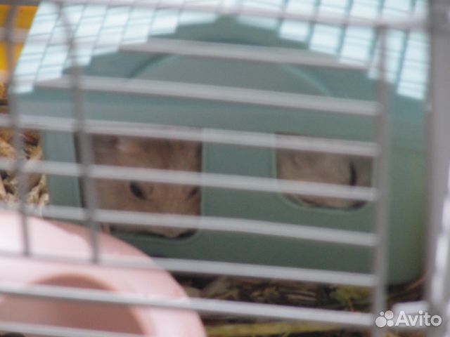 Джунгарские хомячки. Родились 03.05.2024г