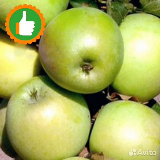 Саженцы Яблоня колоновидная Малюха