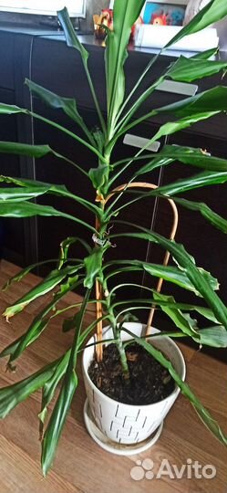 Продам цветы домашние