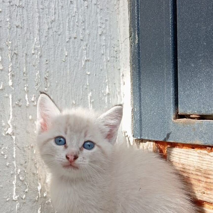 Котенок девочка в добрые руки, 1.5 месяца