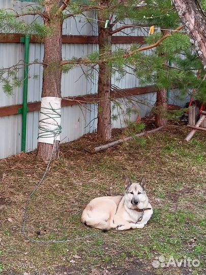 Кобель для вязки Зпс Лайка