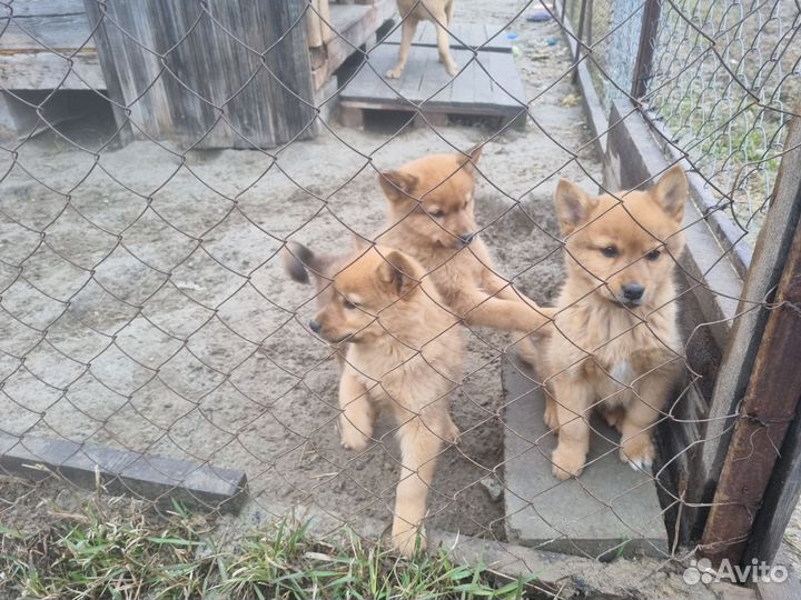 Собаки щенки