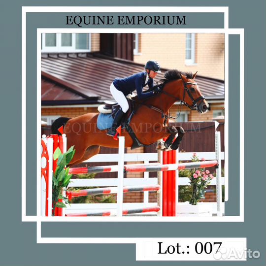 Кобыла / Спортивная кобыла / Кобыла учитель