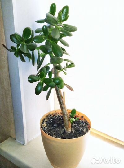 Крассула Толстянка Денежное Дерево