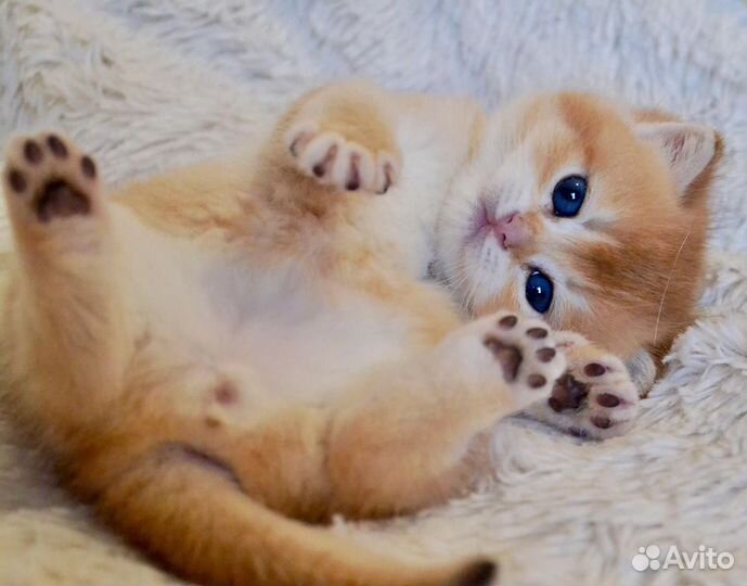 Британские котята