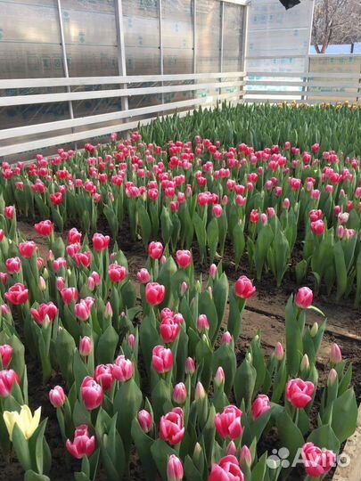 Тюльпаны оптом срез