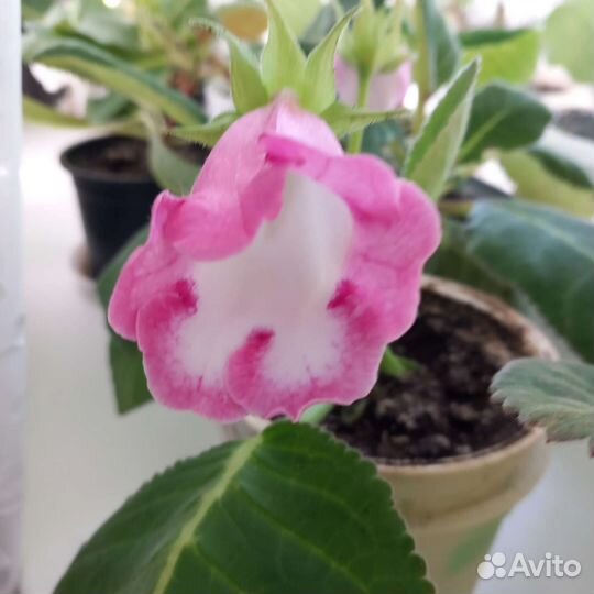 Глоксиния махровая
