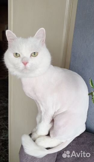 Стрижка кошек