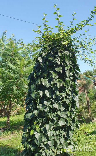 Плющ уличный вечнозелёный