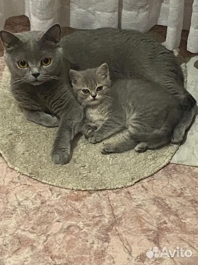 Котенок девочка бесплатно