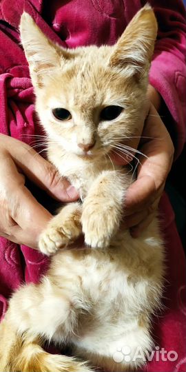 Котенок Линк