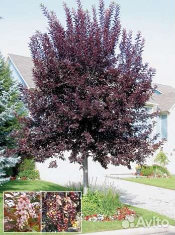 Черемуха Шуберта/Колората