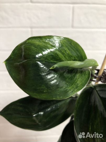 Сциндапсус Dark forms Ellow var