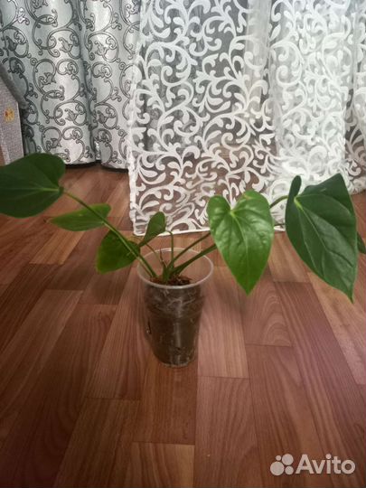 Антуриум красный