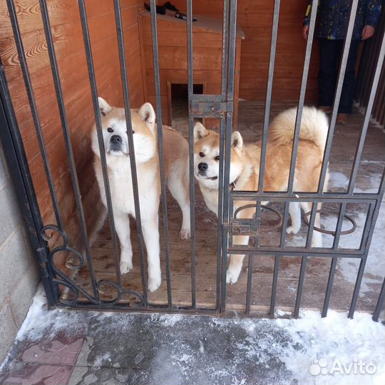 Щенки акита ину