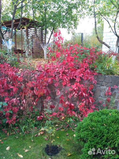 Растения, саженцы, отростки для сада - огорода