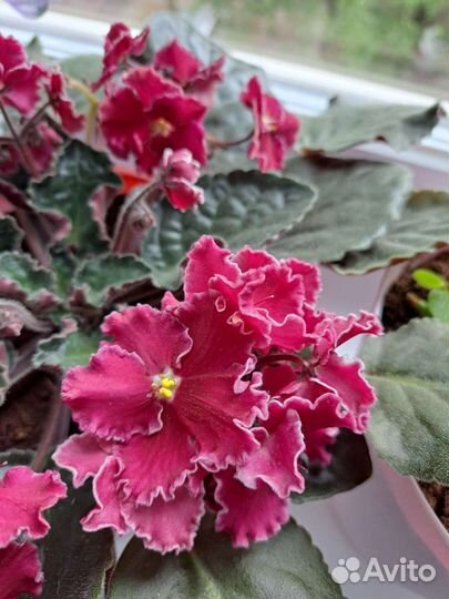 Фиалка бордовая