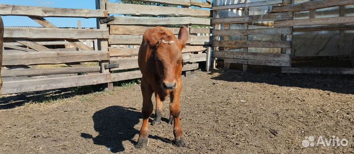 Тёлочка 4 месяца