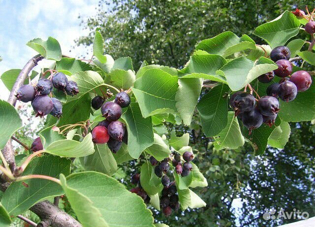 Саженцы плодовых и декоративных
