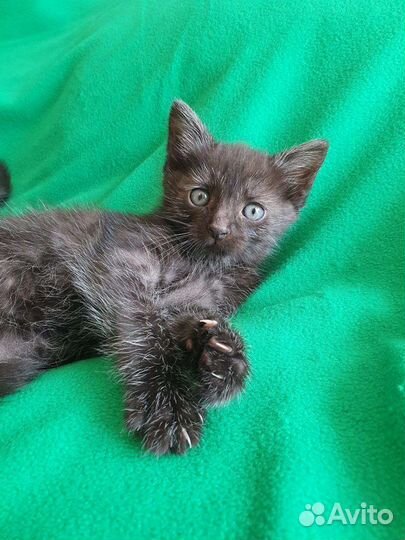 Черный дым котенок девочка – в дар