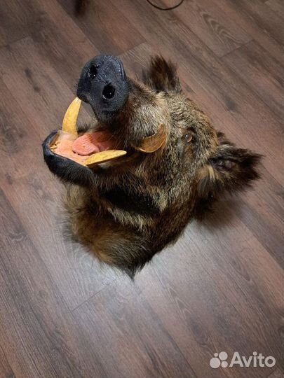 Чучело головы кабана